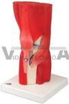 Muscled Knee Joint Model, 12 part